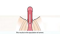 L'orgasmo maschile ha spiegato