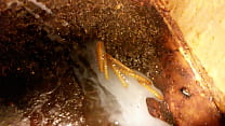 Mealworms dentro da uretra enorme gozada