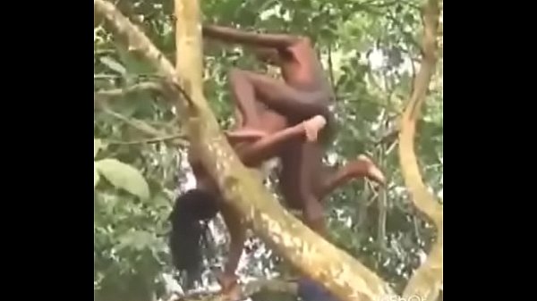 le sexe sur l'arbre