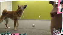 Streamer sem sutiã Twitch brinca com Doggo