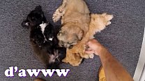XXX PAWN - Le cose diventano strane quando Valerie White porta i cuccioli nel nostro negozio