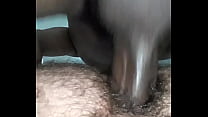 Gallo del negro en la cola peluda