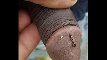 Ant bite my penice